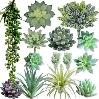 14 plants