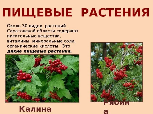 Низшие съедобные растения