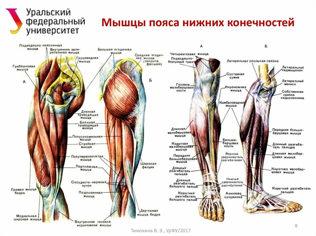 Мышцы нижней конечности вид сбоку. Мышцы тазового пояса и свободной нижней конечности анатомия. Мышцы нижней конечности анатомия вид сбоку. Поверхностные мышцы нижней конечности спереди. Правая нога бедро мышцы