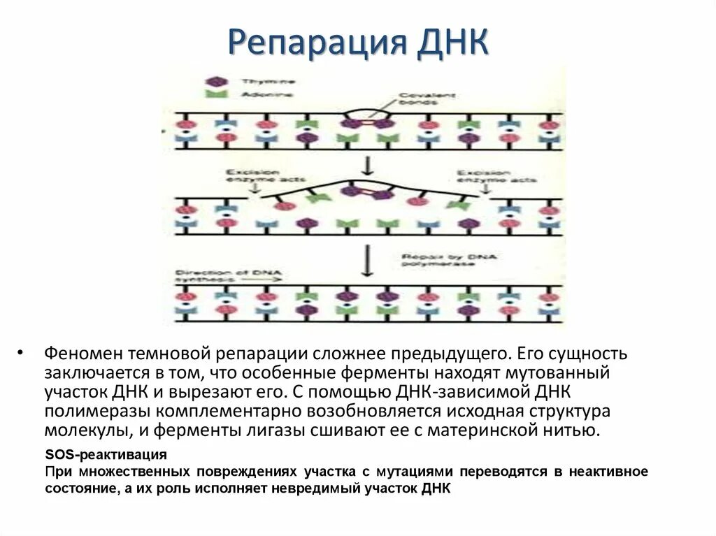 Репарация биохимия схема. Схема репарации ДНК биохимия. Репарация пострепликативная репарация. Механизмы репарации ДНК схема.