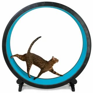 Беговой кот