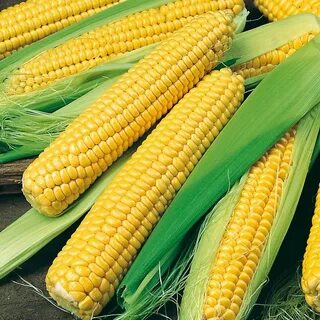 Семена сладкой кукурузы