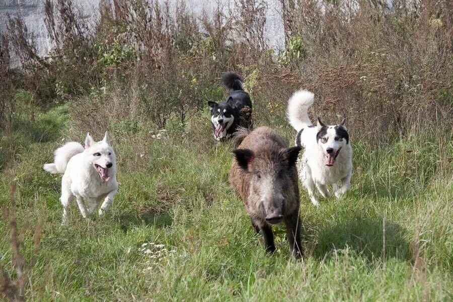 охота на кабана с западно сибирскими лайками. охота на кабана с западносибирской лайкой. лайка русско европейская охота лось. западносибирская лайка с кабаном. охота на кабанов с лайками.