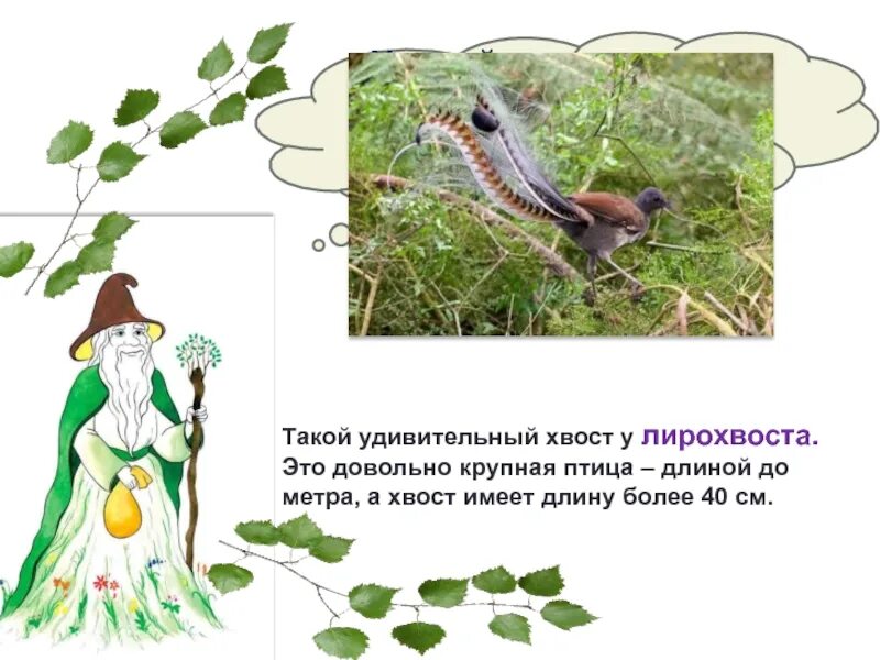 У каких птиц выемчатый хвост. У какой птицы хвост похож на струнный музыкальный инструмент. презентация про лирохвоста. сообщение про лирохвоста. птица с хвостом похожим на музыкальный инструмент.