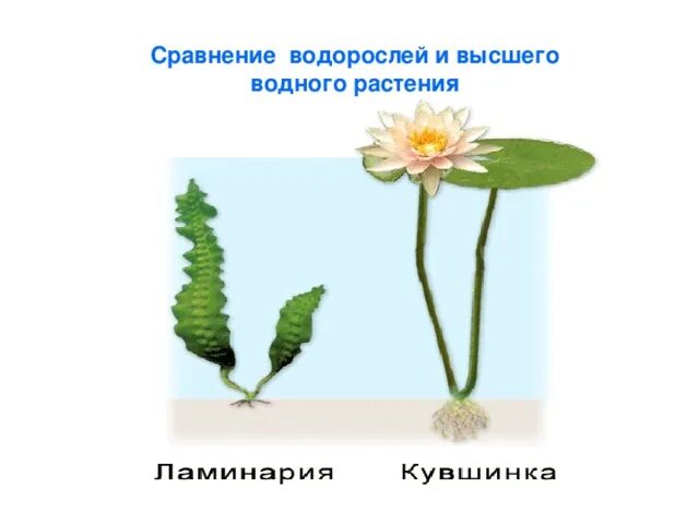 Сравнение водорослей. Сопоставление водорослей. Сходство водорослей и растений. Сравнение водоросли и цветка.