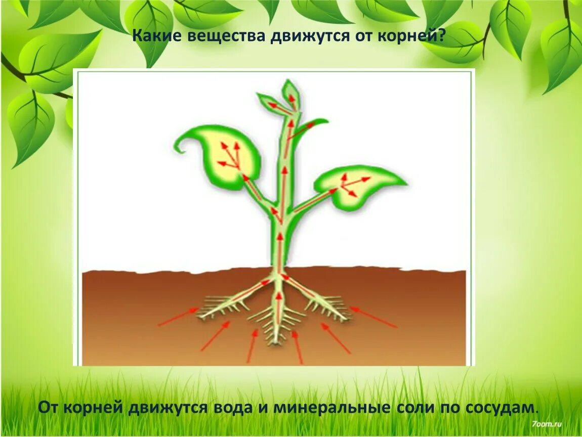 Транспорт воды по стеблю снизу вверх