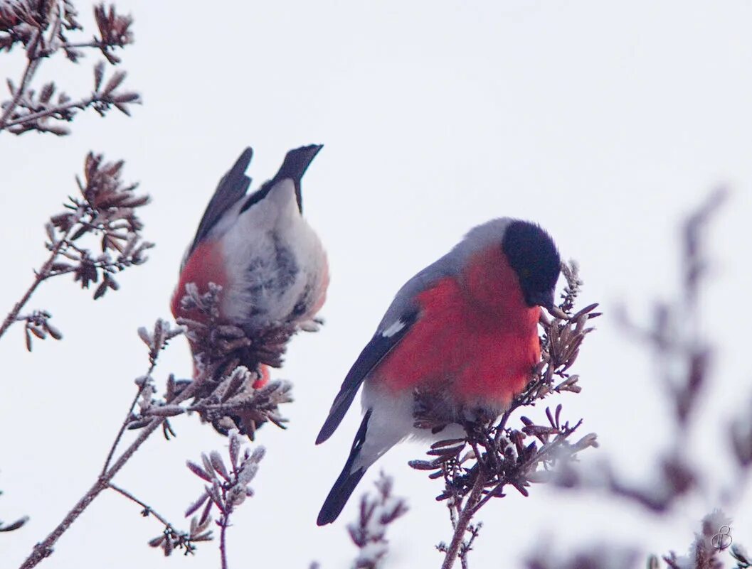 снегири. снегирь питается. что кушают снегири. снегири на ветке. что кушают снегири.
