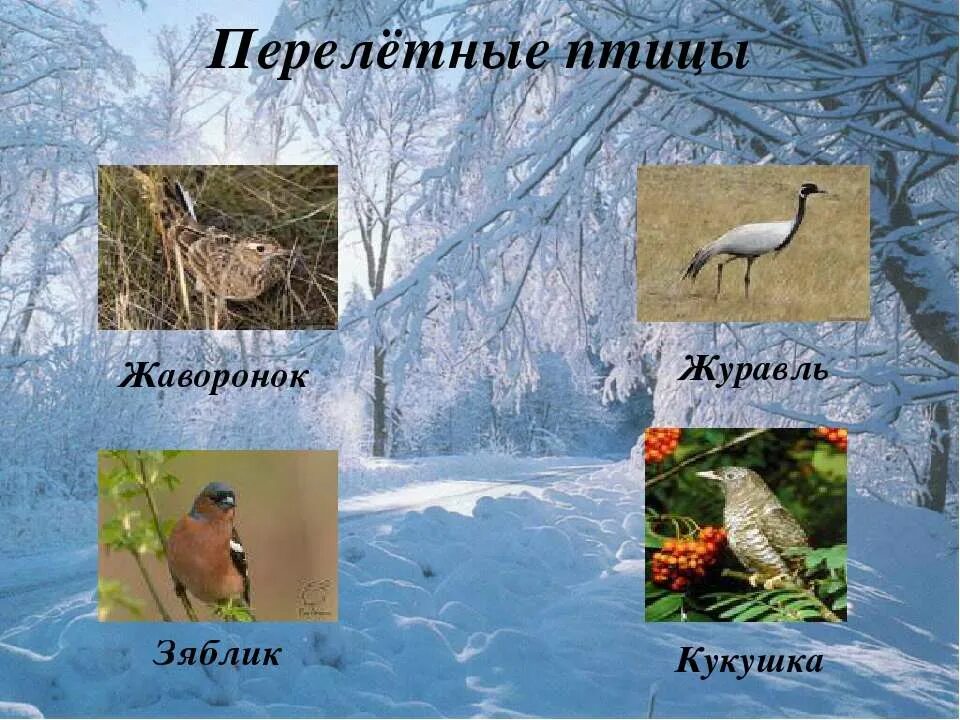где зимуют птицы.