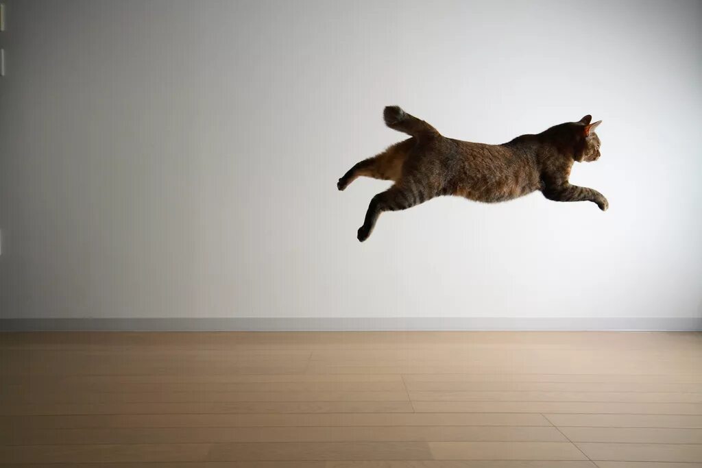 Кошачий прыжок. Кошка в прыжке. Кот отпрыгивает. Кот в прыжке со спины.