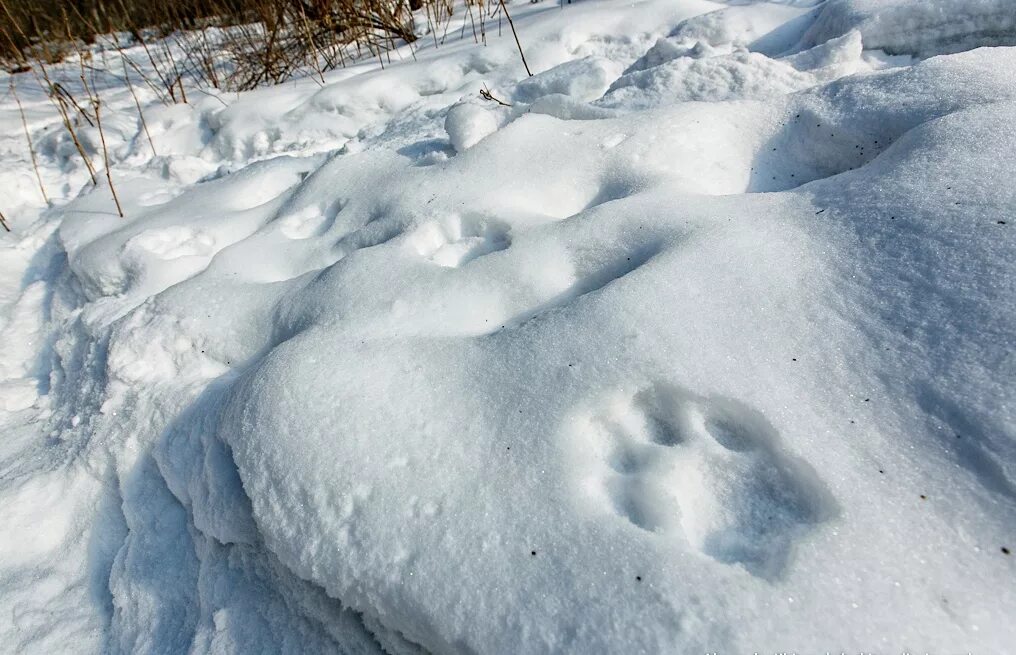 Следы тигра на снегу. Тигриный след на снегу. Следы тигра зимой. След Амурского тигра. Лапка на снегу