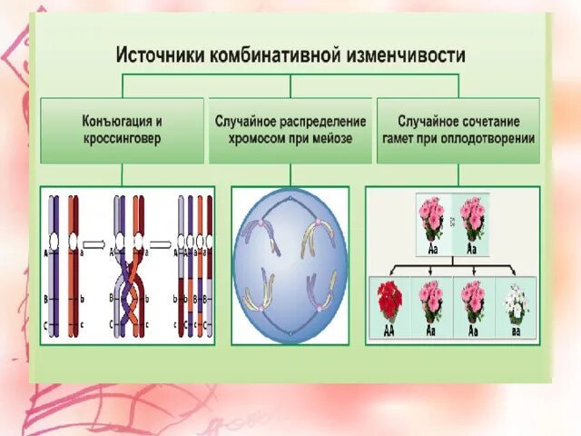 Какова роль полового процесса реализации комбинативной изменчивости. Какова роль полового процесса реализации комбинативной изменчивости