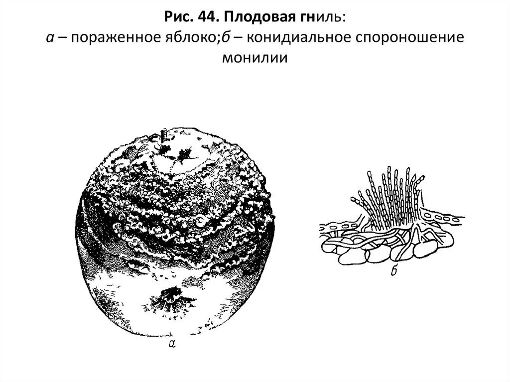 Спороношение это. Плодовая гниль (Monilia fructigena). Спороношение Monilia. Конидиальное спороношение. Кардиальное спороношение.