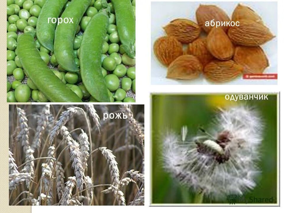 пшеница ячмень кукуруза овес. зерновая смесь (овёс с горохом). рожь горох. рожь горох. пшеница зерно.