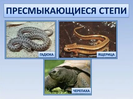 Природная зона пресмыкающихся