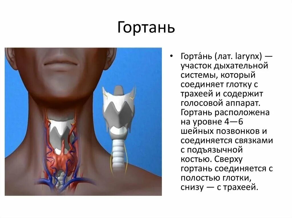 Как выглядит гортань у человека Рак горла симптомы и проявления: Рак гортани симптомы и признаки. Лечение рака