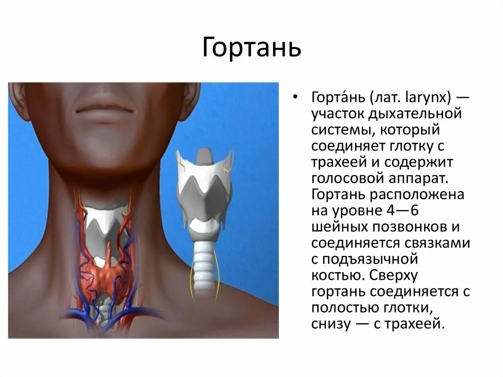 Строение гортани человека. Гортань глотка трахея строение. Где находятся голосовые связки у человека. Гортань схема. Глотка трахея пищевод