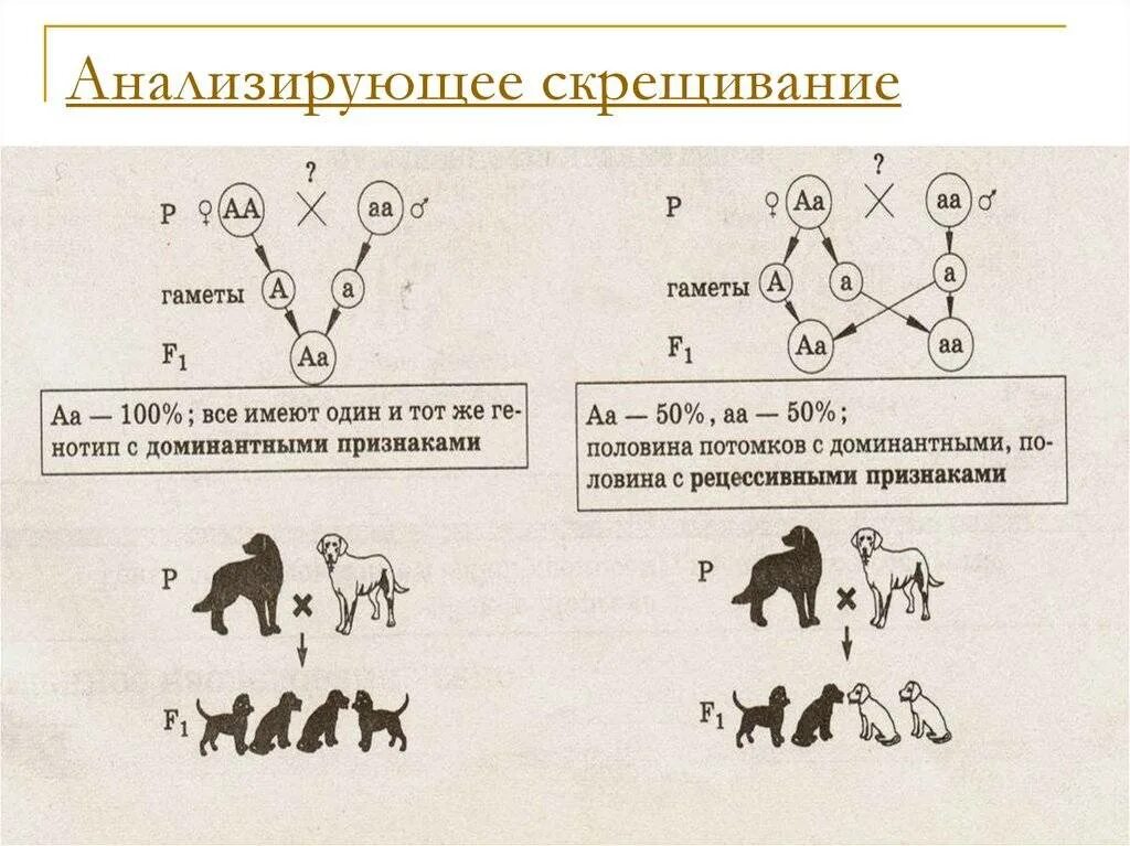 Анализирующее моногибридное скрещивание схема. Схема скрещивания генетика. Генетическая схема анализирующего скрещивания. Схема скрещивания анализирующее моногибридное скрещивание. Генетически чистые линии