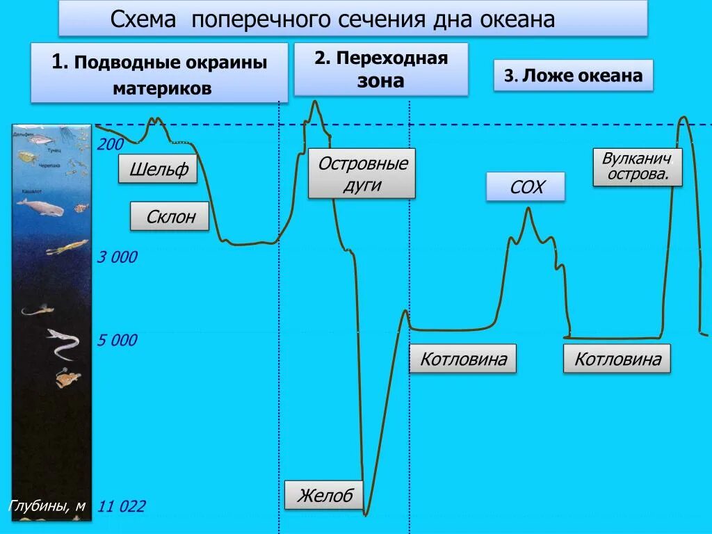 Географические зоны океана. Зоны рельефа дна мирового океана. Рельеф дна мирового океана схема. Шельф материковый склон ложе океана. Рельеф дна мирового океана 5 класс география.