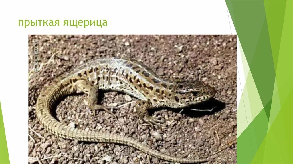 Тип развития прыткой ящерицы. Ареал прыткой ящерицы. прыткая ящерица в норке. прыткая ящерица размеры.