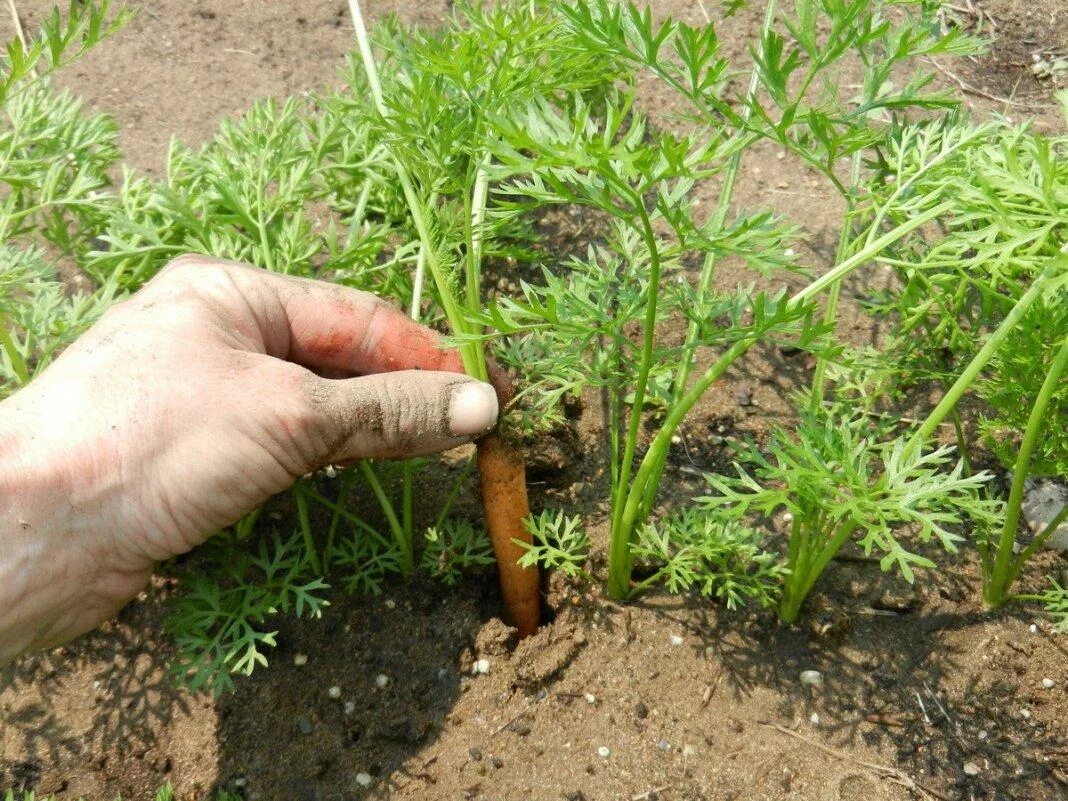 Как вырастить хорошую морковь в открытом грунте. Проредить морковь. Прореживание моркови в открытом грунте. Прополка моркови. Морковь растет.