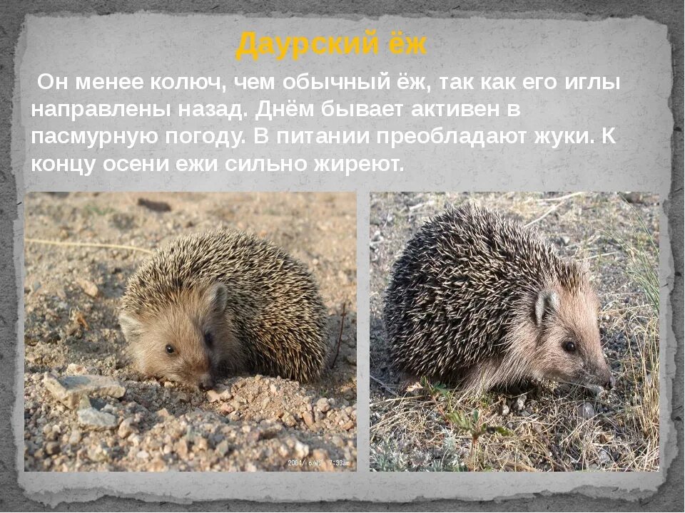 Почему еж занесен в красную книгу