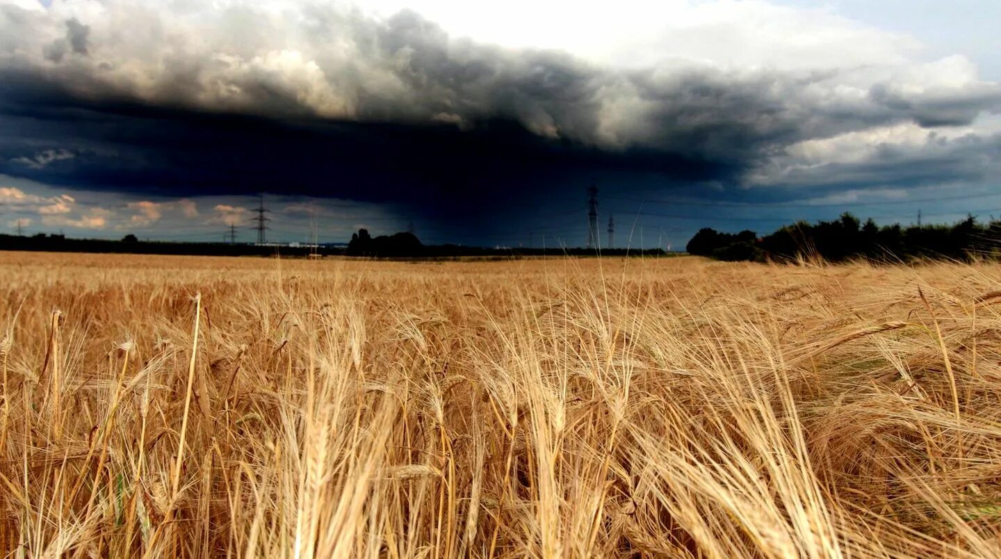 Weather Harvest. Погода в поле по часам