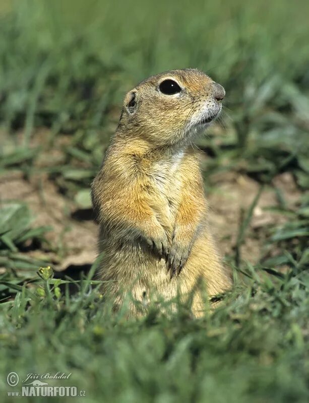 Суслик степной. Ховрах это. Желтый суслик spermophilus fulvus. Амурский длиннохвостый суслик. Ховрах это.