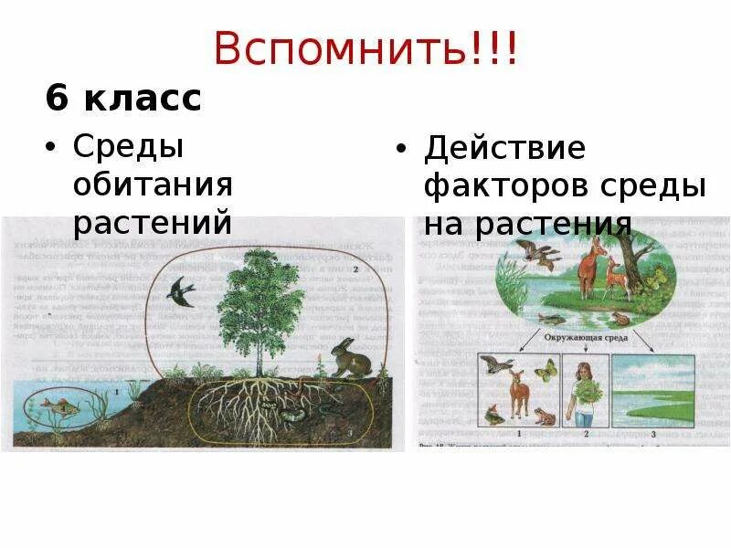 Формирование среды обитания. Среда обитания растений. спклы обитания растений. среды жизни обитания растений. факторы среды обитания растений.