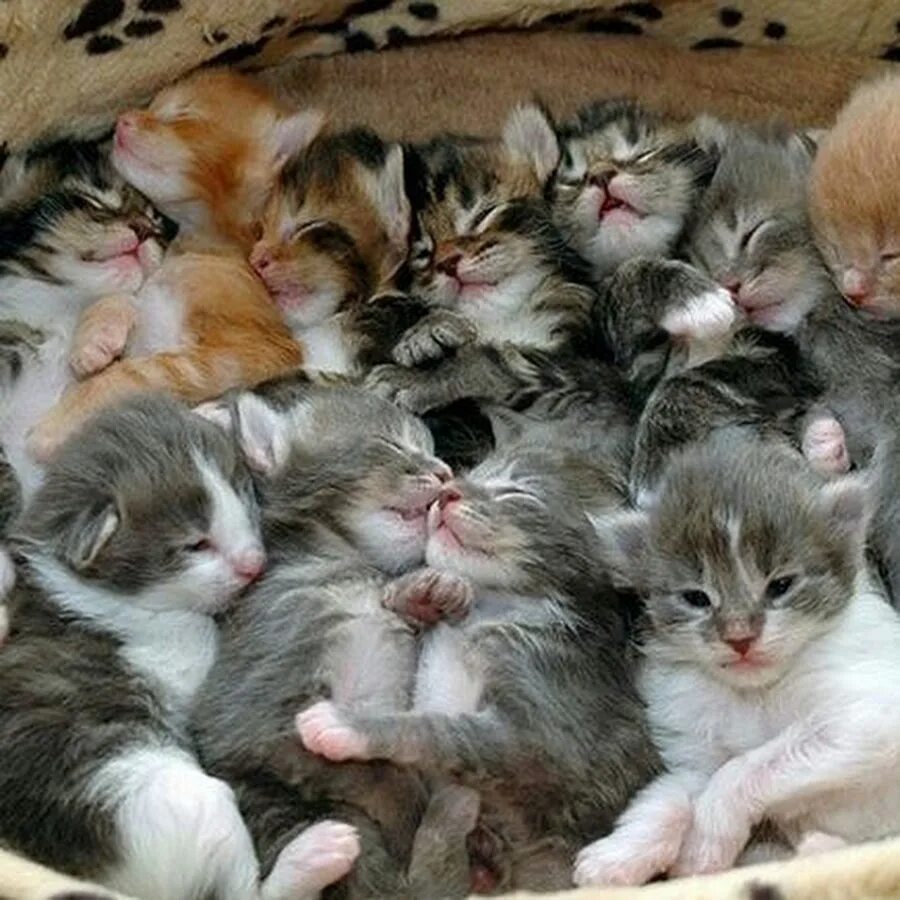 Много кошек. Много котиков. Котятки много. Маленькие котики много.