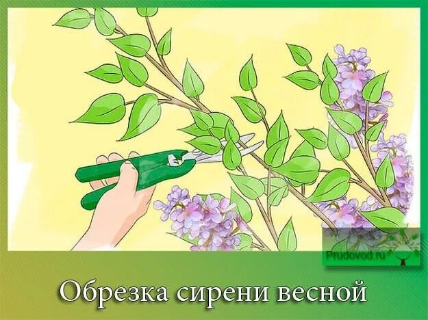 весенняя обрезка сирени схема. формировка куста сирени. форзиция кустарник обрезка. обрезка спиреи весной. омолаживание штамбовой сирени.