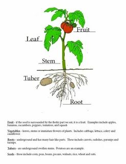 How many plants