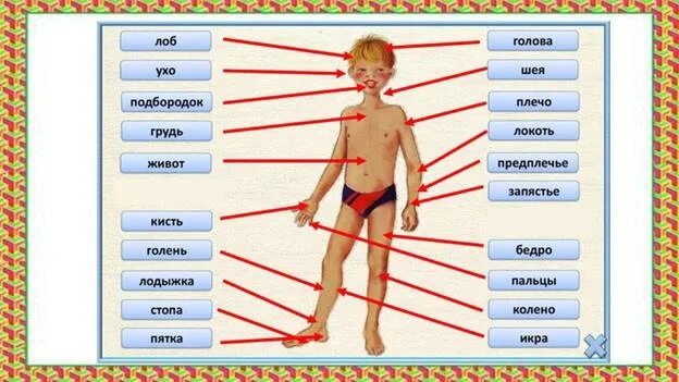 Тело человека органы 4 класс окружающий мир. Части тела человека ВПР 4 класс. Строение человека внешние части тела. Тело человека окружающий мир. Части тела человека 4 класс.