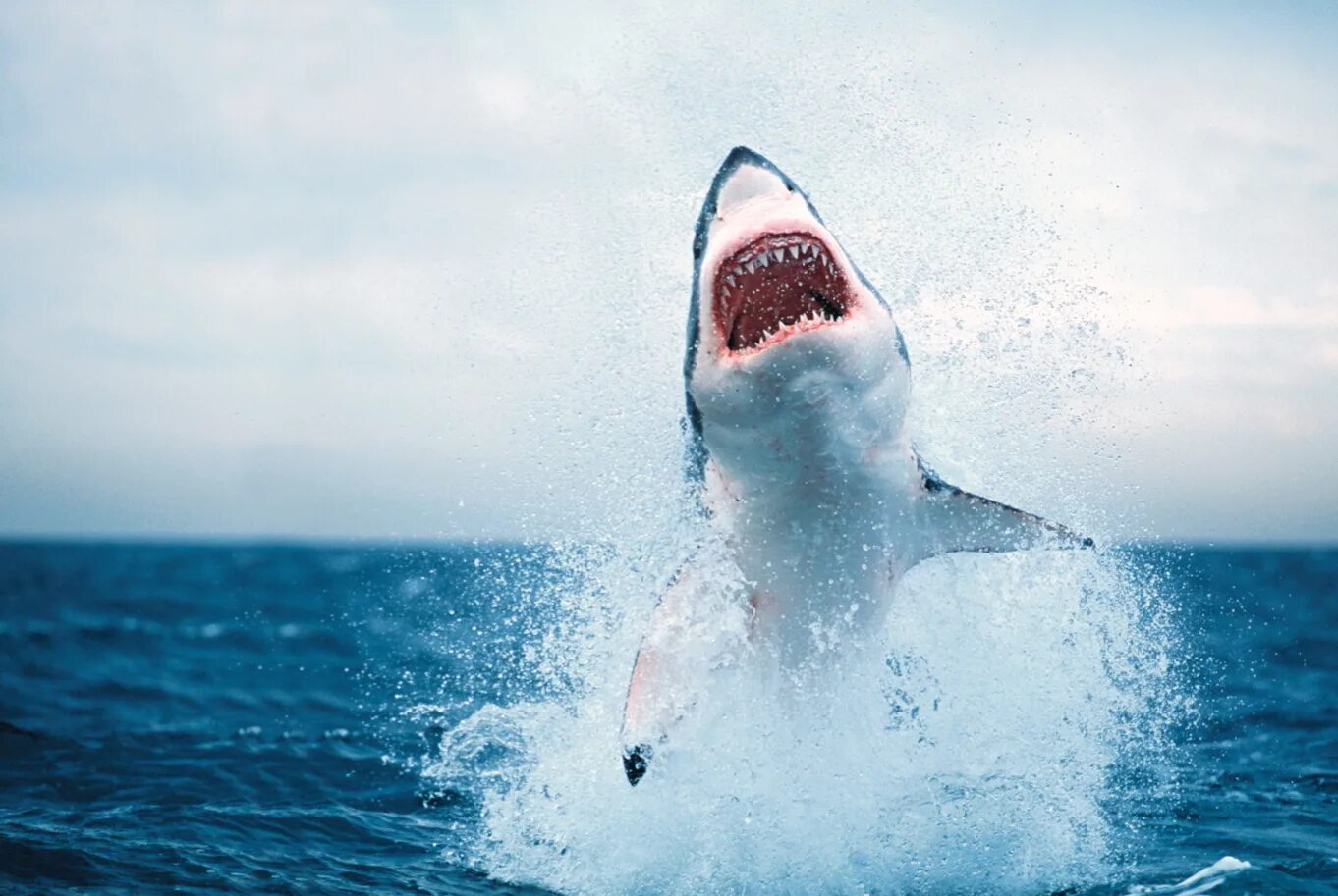 Почему акулы боятся пузырей