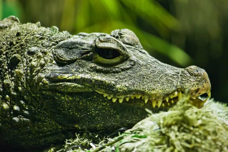 Какой крокодил зеленый. Зеленый крокодил. Зелёный крокодил Москва. Светло зеленый крокодил. Зеленый крокодил фото.