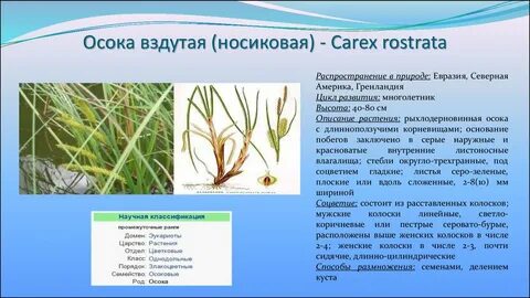 Осока описание