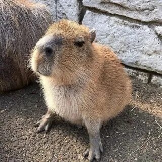 Самый большой грызун капибара