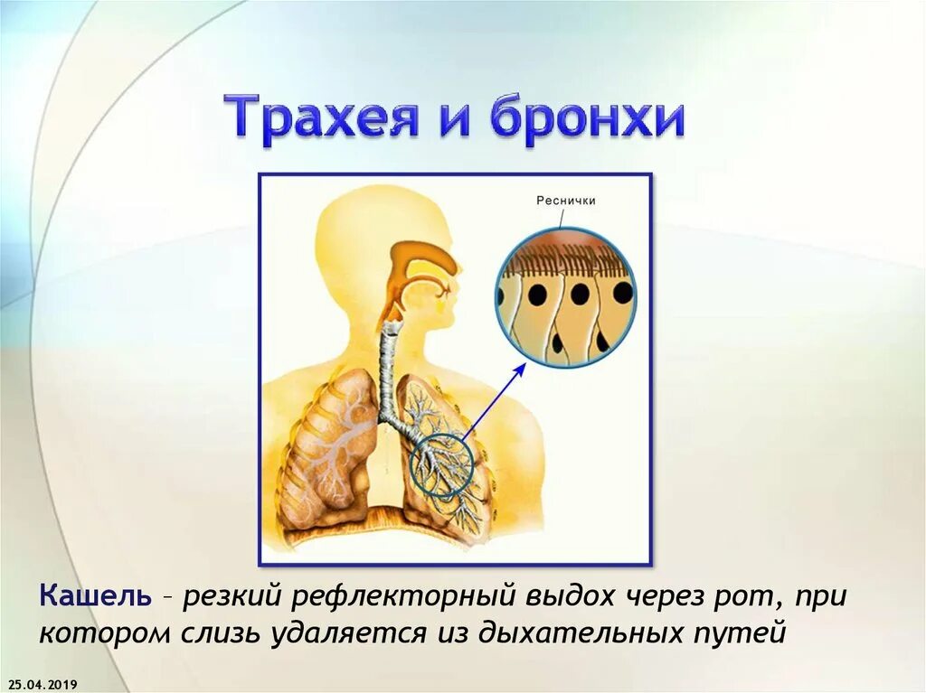 В трахее и бронхах воздух