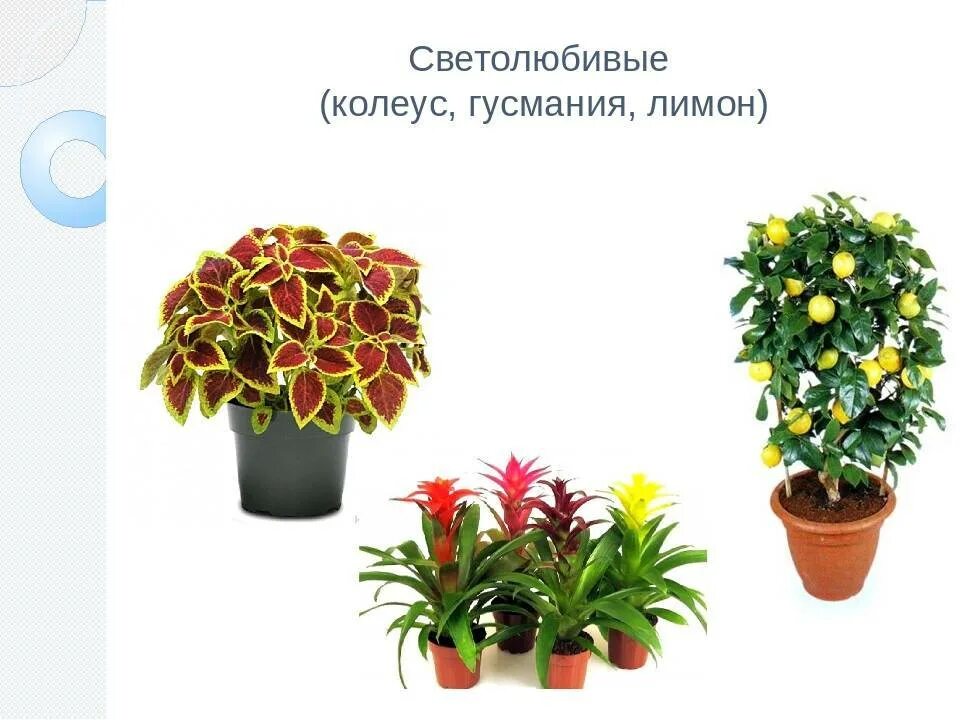 Светолюбивые цветы комнатные - Гранд Проект Декор.ру