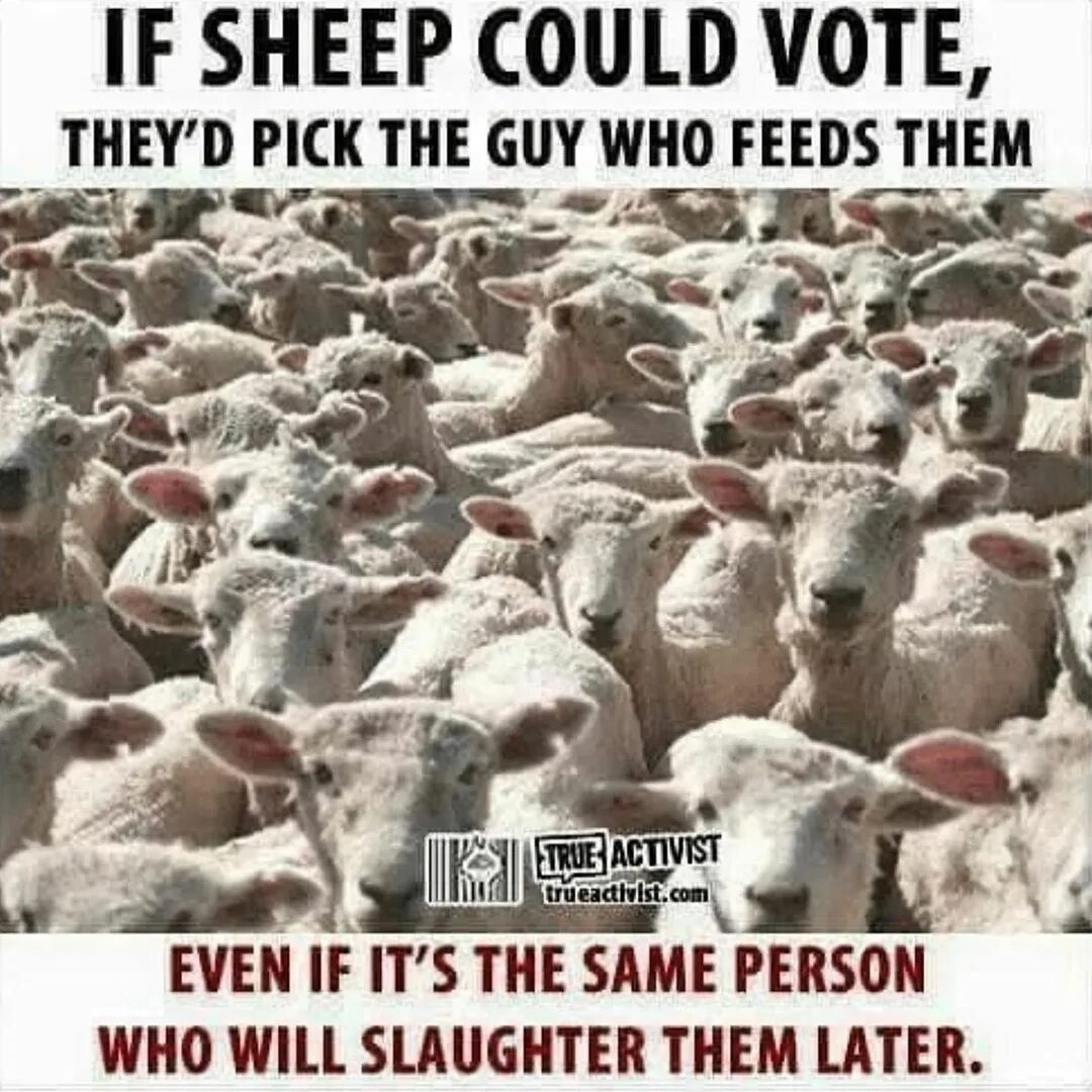 Feed on them