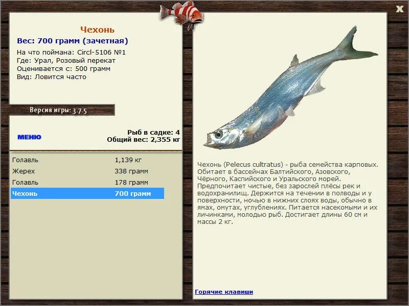 Характеристика рыб чехонь. Приманки на чехонь. Чехонь рыба. Чехонь на блесну. Где ловится чехонь.