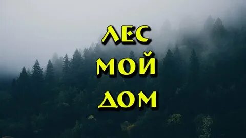 Мой лес