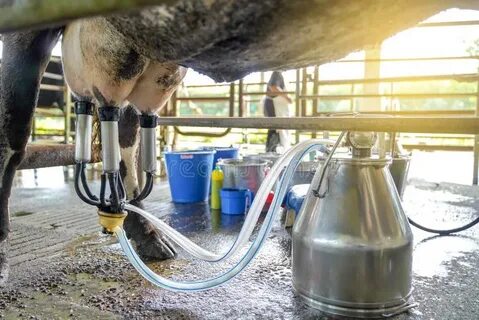 More milking