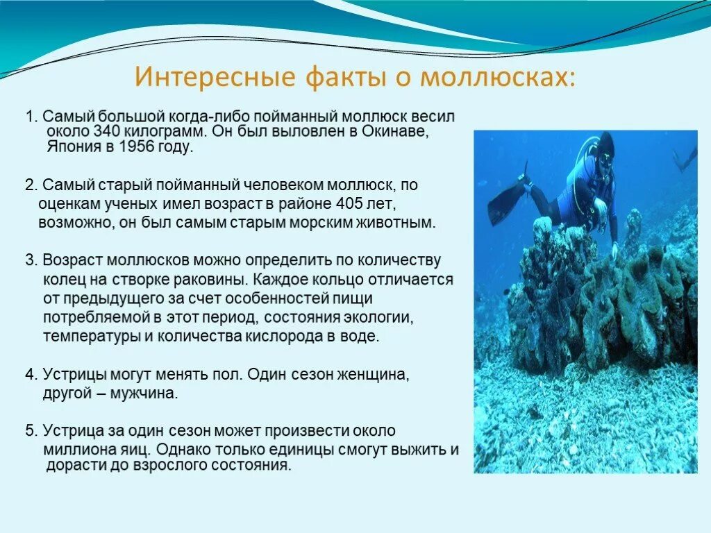 Интересные ракообразные сообщение. Интересные факты о моллюсках. интересные факты про моллюсков. интересные факты о ракообразных. необычные факты о моллюсках.