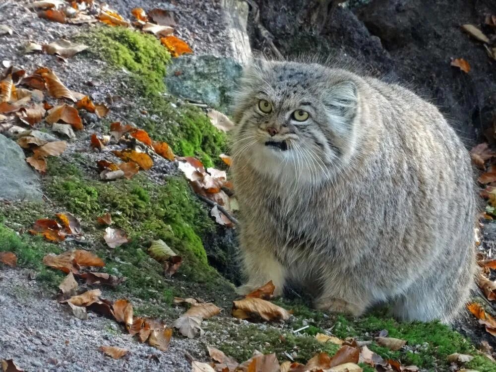 Кот Манул. Дальневосточный кот Манул. Сибирский дикий кот Манул. 1 Манул 2 манула.