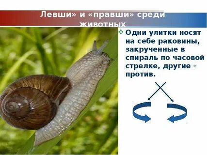 Среди обитателей
