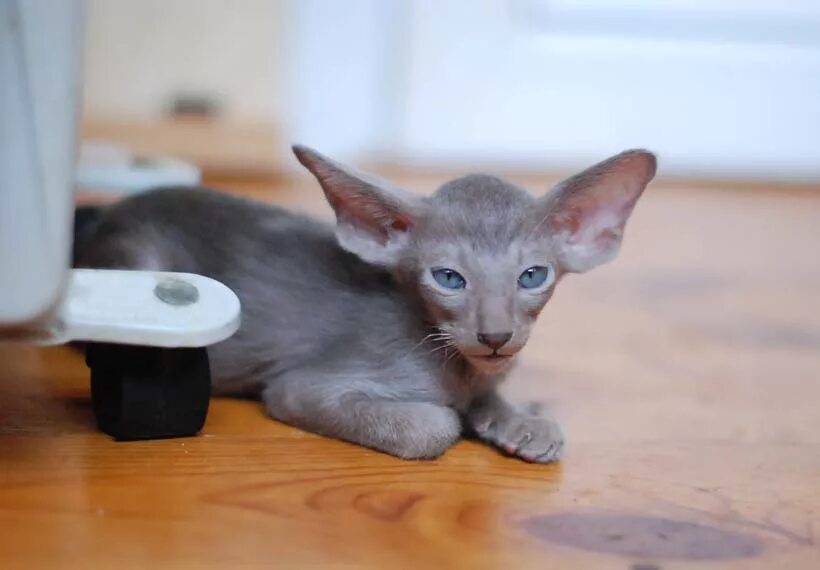 голубой ориентал. ориентальный кот размеры. ориенталы в нижнем новгороде. ориенталы в нижнем новгороде. ориенталы в нижнем новгороде.