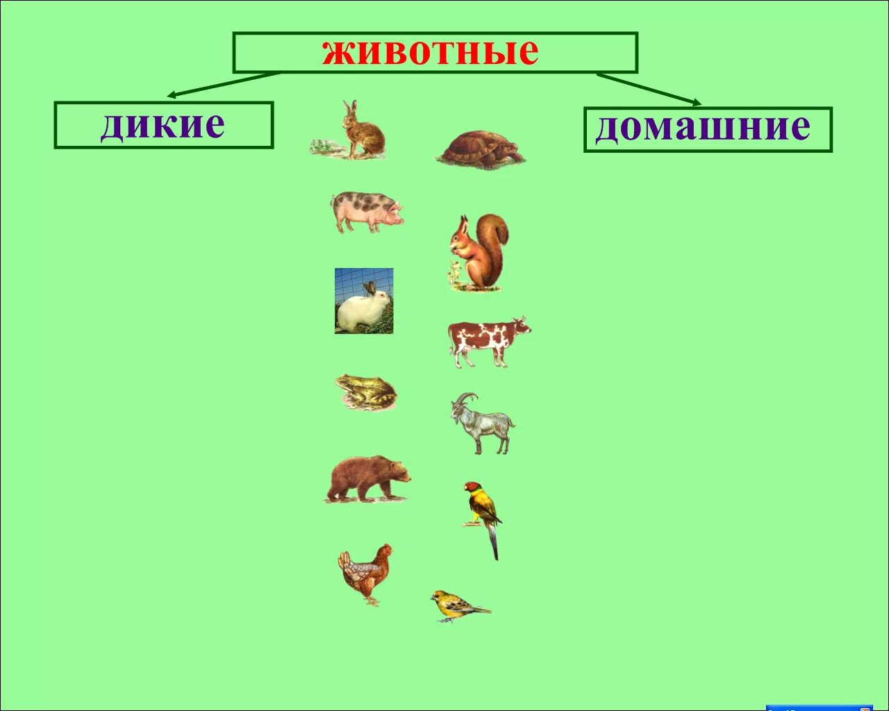 Мир животных 3 класс конспект. Классификация животного мира 3 класс. Классификация животных для детей. Классификация диких и домашних животных. Классификация животных Дикие и домашние.