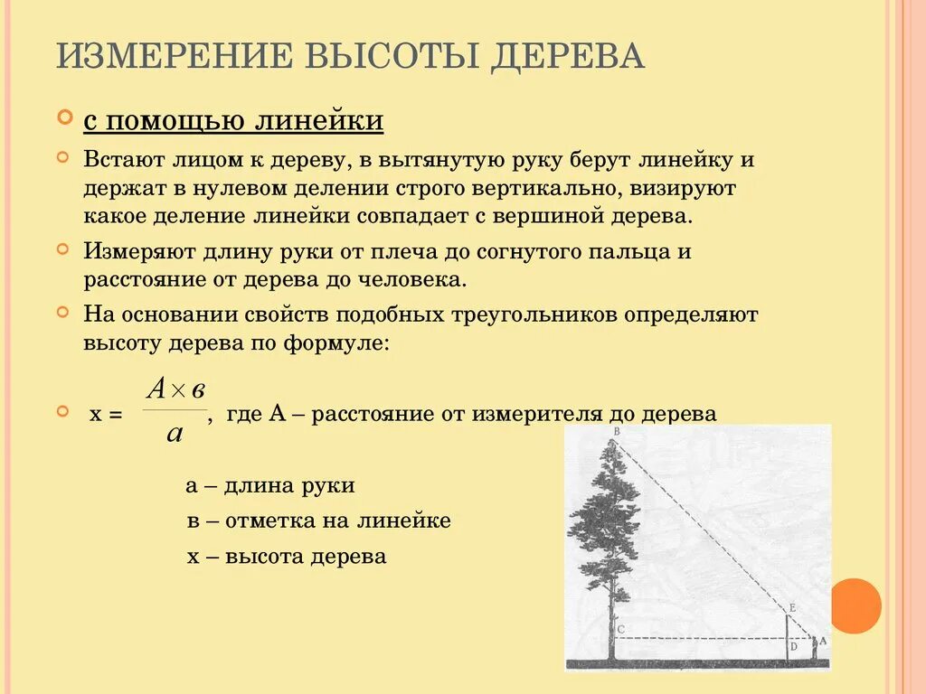 Определение высоты предмета геометрия. Как измерить высоту предмета. Измерение высоты дерева с помощью мерной вилки. Как измерить высоту объекта с помощью линейки. Линейка для измерения высоты деревьев.