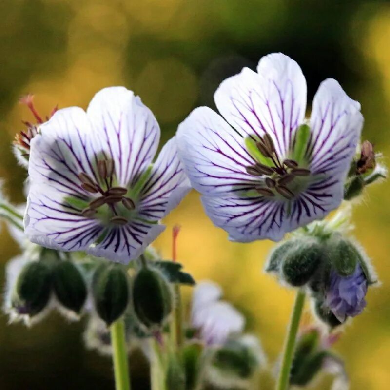 Телеграм герань. Герань великолепная 'rosemoor'. Телеграм герань. Герань луговая вайолет. Телеграм герань.