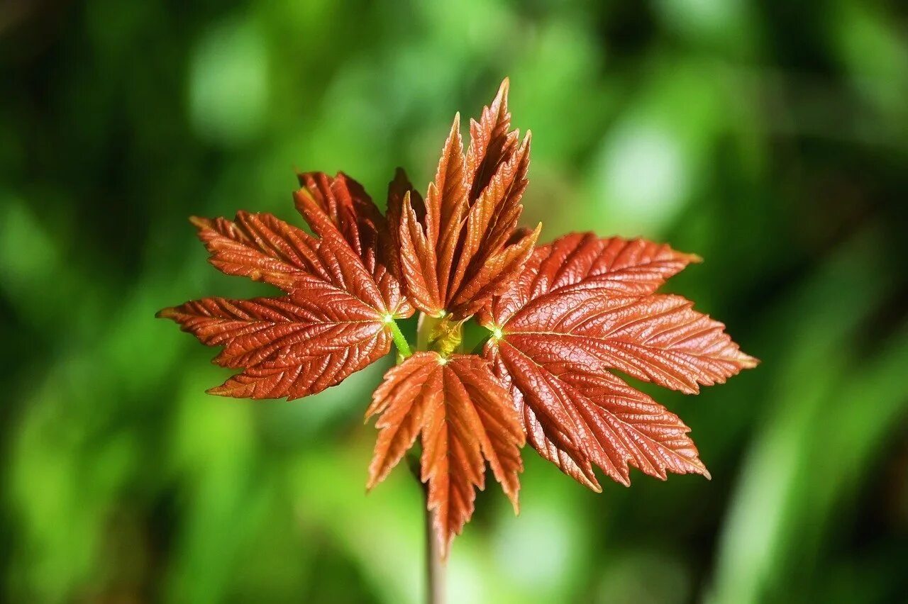 Рыжей листве. Рыжие листья. Рыжей листве. Ветка клена. Желтые рыжие листья.